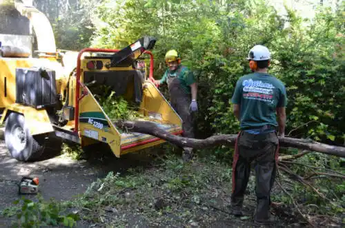 tree services Casselberry